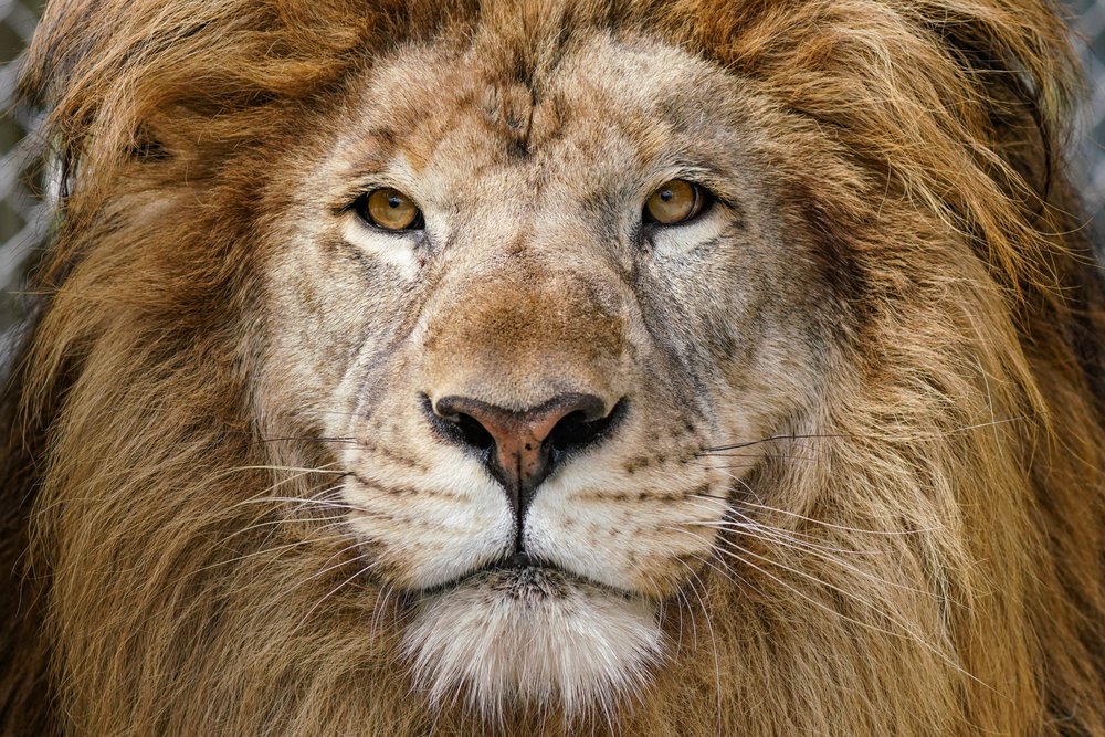 Big Cat Habitat & Gulf Coast Sanctuary