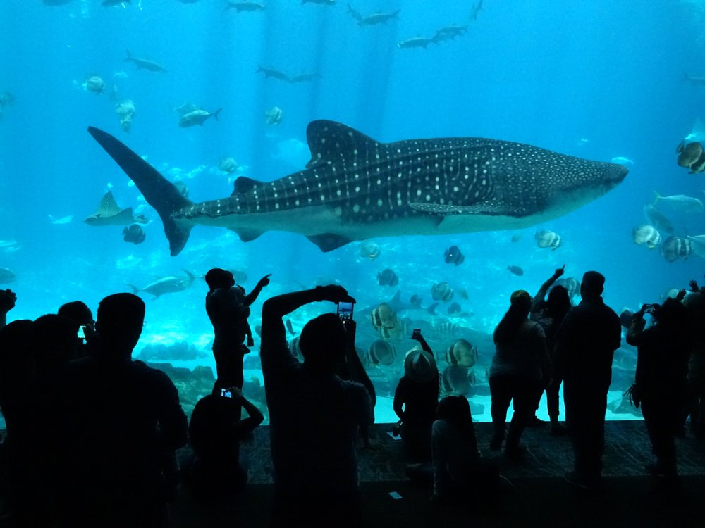 Georgia Aquarium: Dive Into Atlanta's Underwater Wonderland