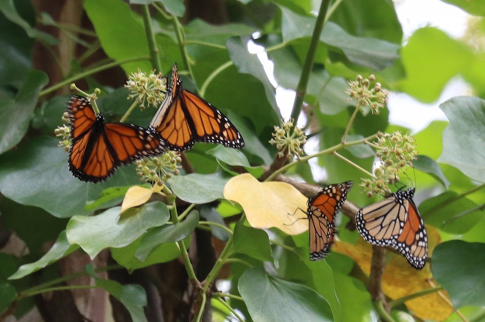Monarch Butterfly Natural Preserve