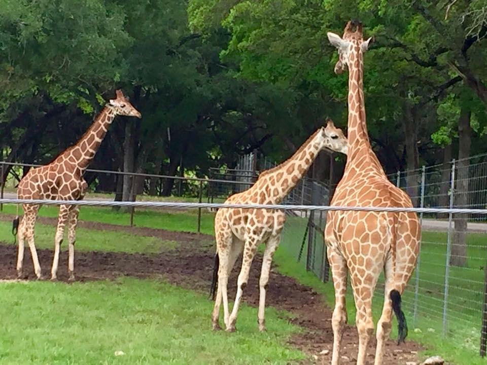 Natural Bridge Wildlife Ranch