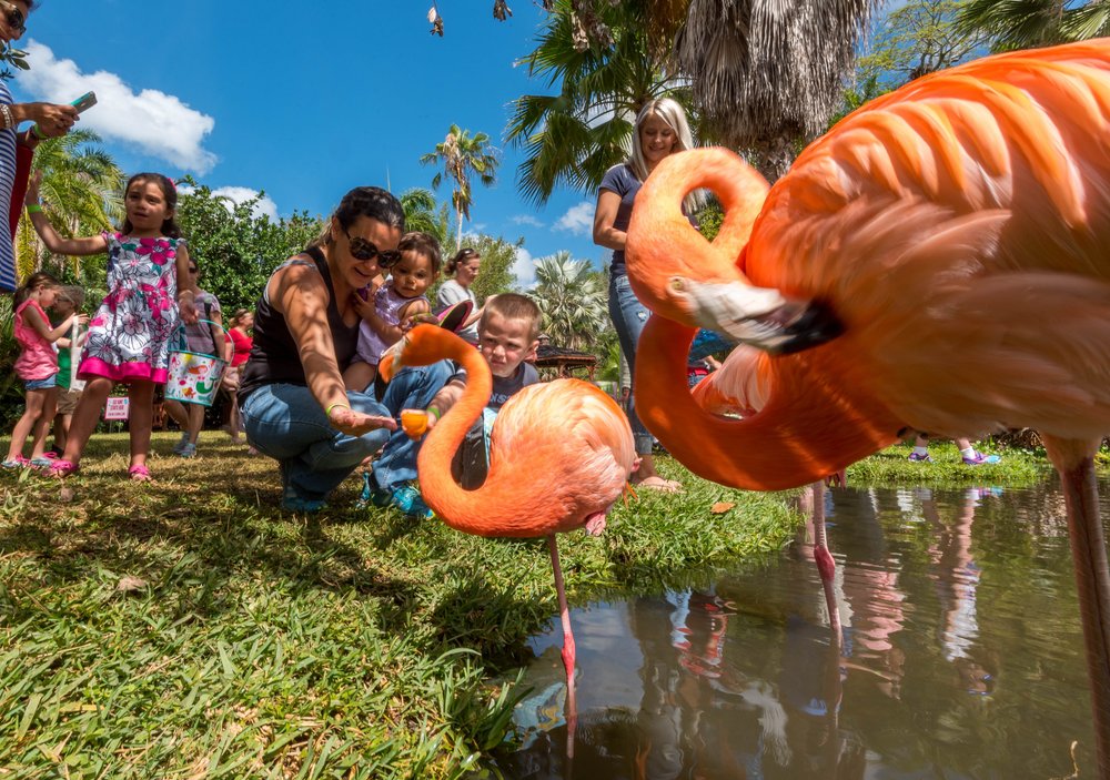 Sarasota Jungle Gardens: A Wild Adventure in Old Florida