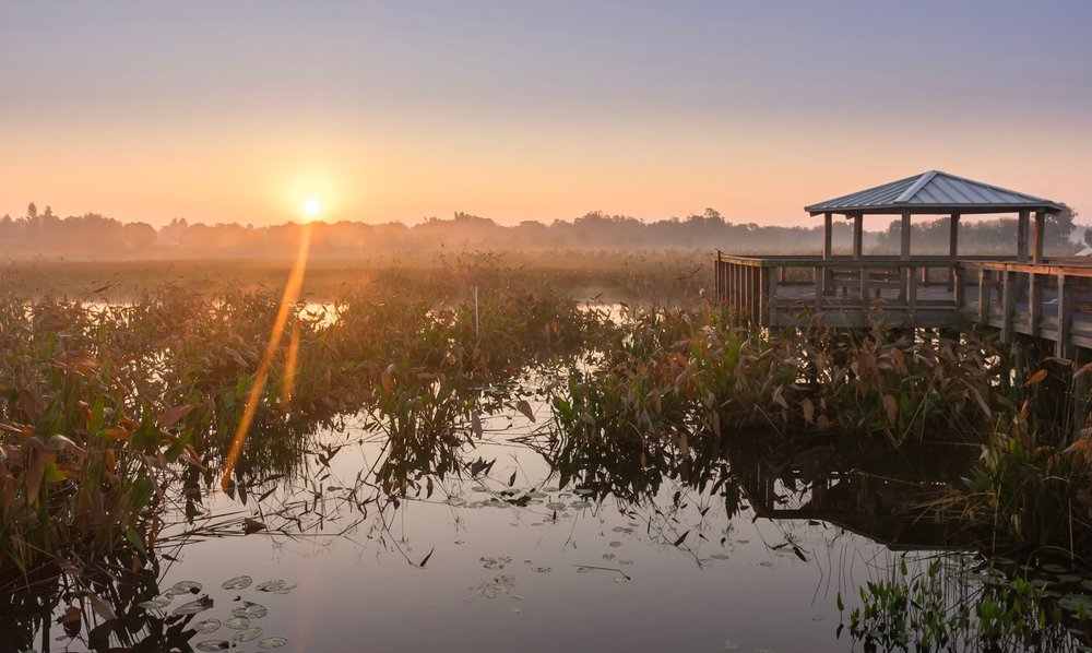 The Celery Fields: Sarasota's Hidden Birding Paradise