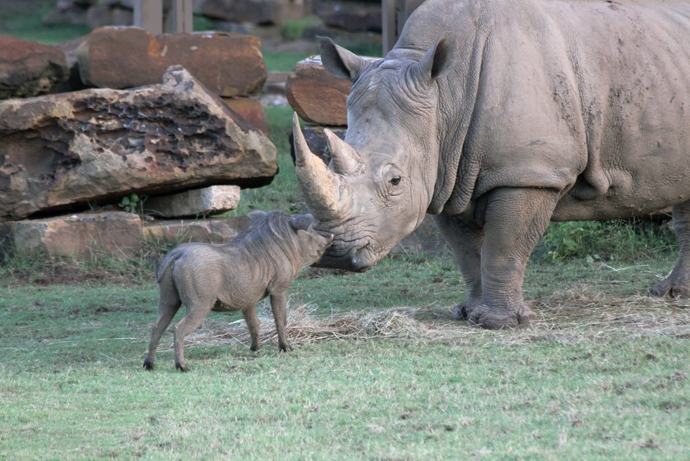 Tulsa Zoo - Wild Adventures in the Heart of Oklahoma