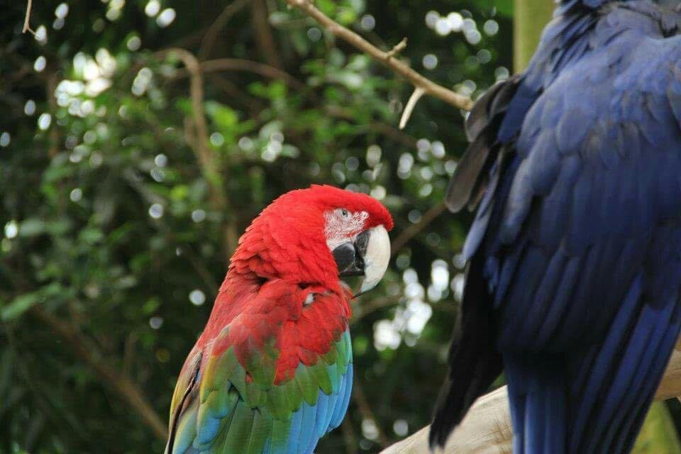 National Aviary: A Feathered Paradise in Pittsburgh