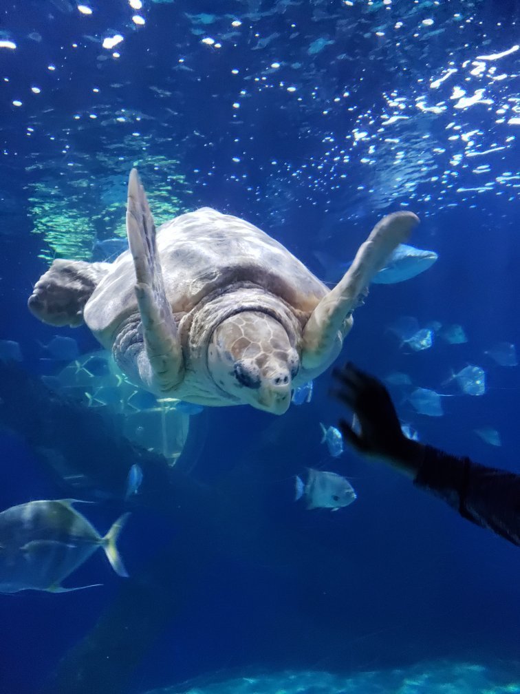 Virginia Aquarium & Marine Science Center
