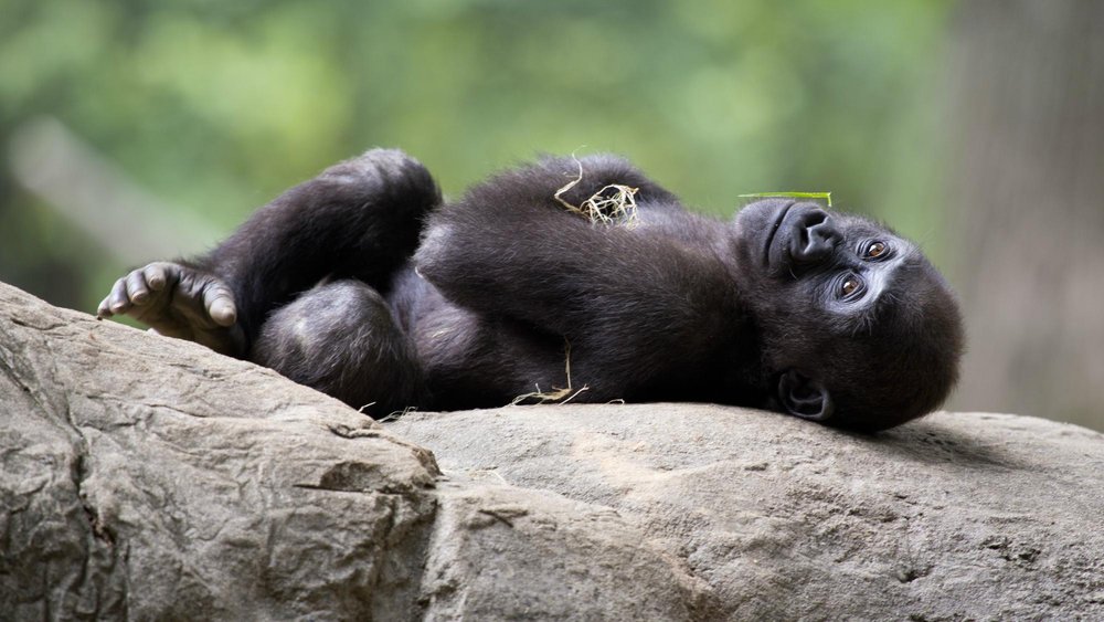 Zoo Atlanta: Wildlife Wonderland in the Heart of Georgia