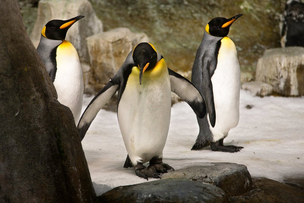 Biodôme De Montreal: A Journey Through Five Ecosystems
