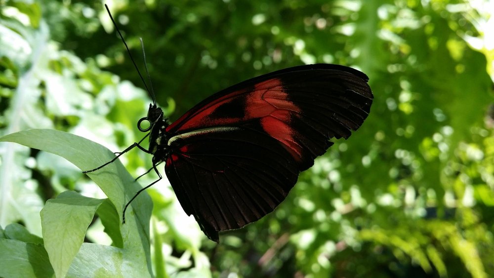 Cockrell Butterfly Center