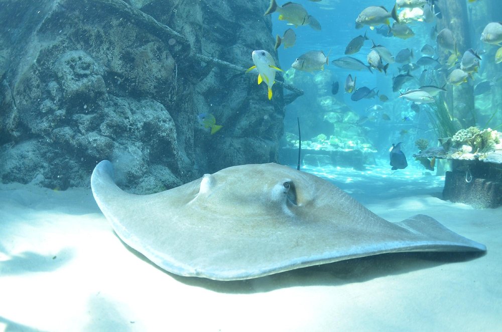 Discovery Cove: Your All-Inclusive Marine Paradise