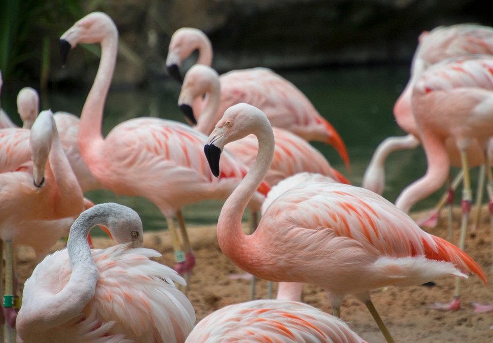 Houston Zoo: Wild Adventures in the Heart of Texas