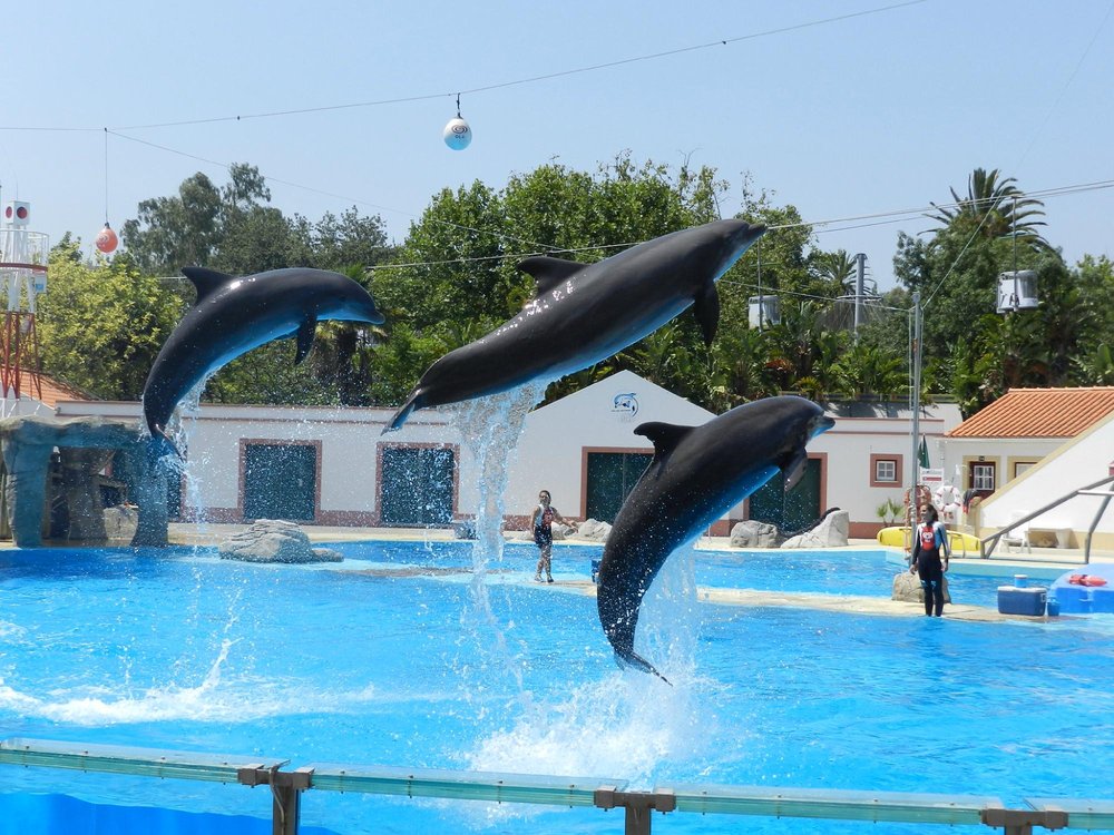Jardim Zoológico de Lisboa – A Wild Adventure in the Heart of Lisbon