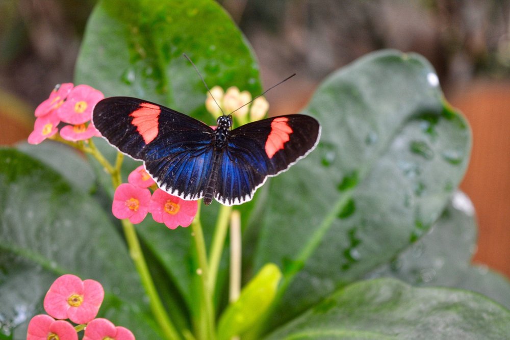 Key West Butterfly and Nature Conservatory