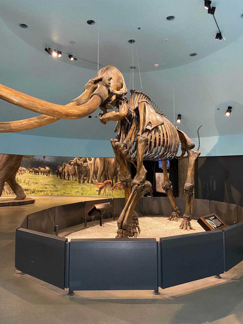 La Brea Tar Pits and Museum