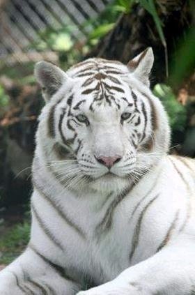 McCarthy's Wildlife Sanctuary