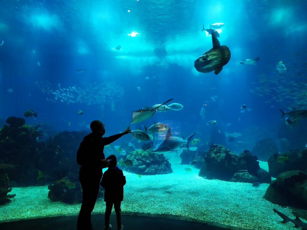 Oceanário de Lisboa: Europe's Underwater Marvel