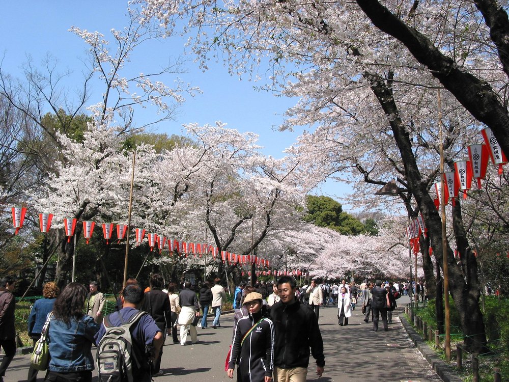 Ueno Park: Tokyo's Cultural Playground