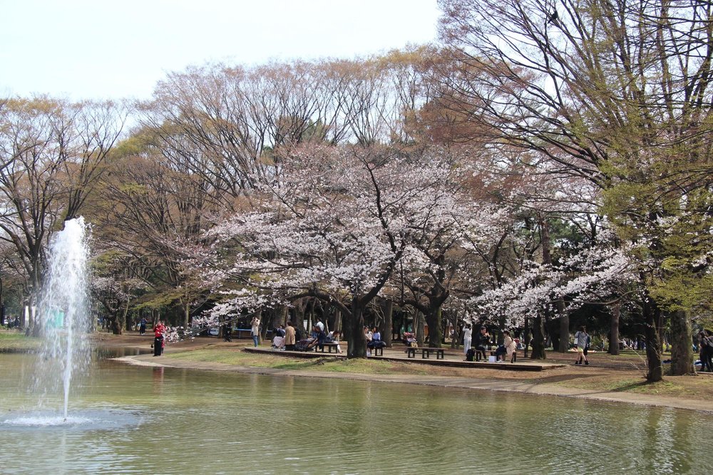 Yoyogi Park: Tokyo's Green Heart