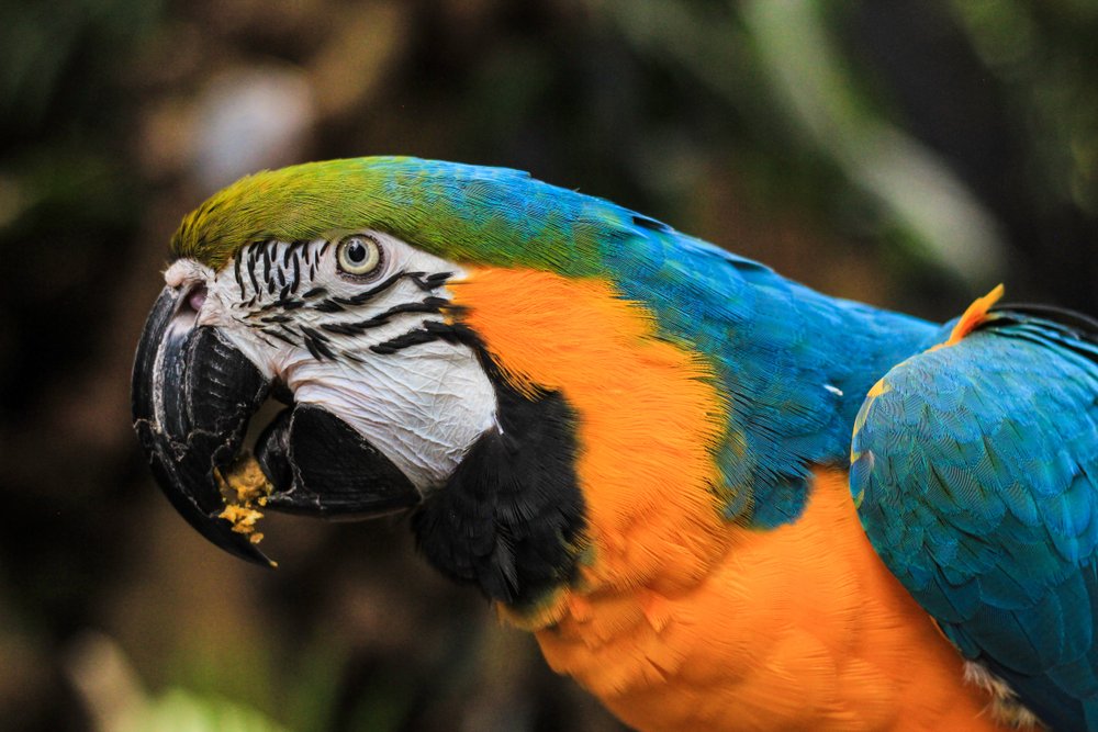 Bloedel Conservatory: A Tropical Paradise Above Vancouver