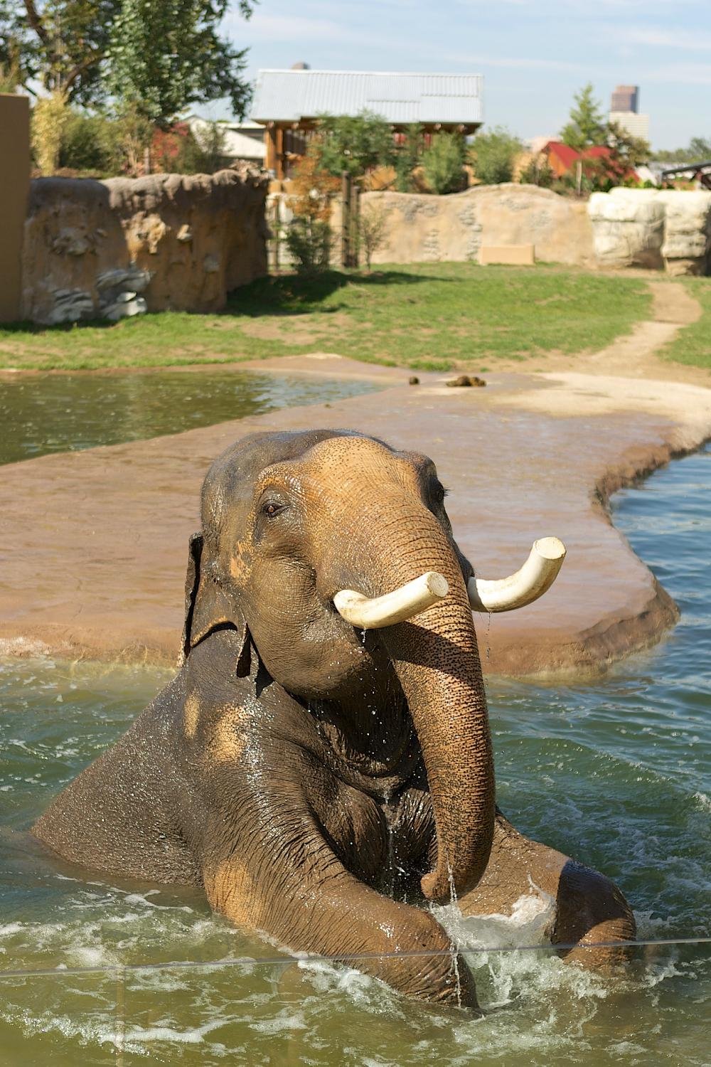 Denver Zoo: Wild Adventures in the Mile High City