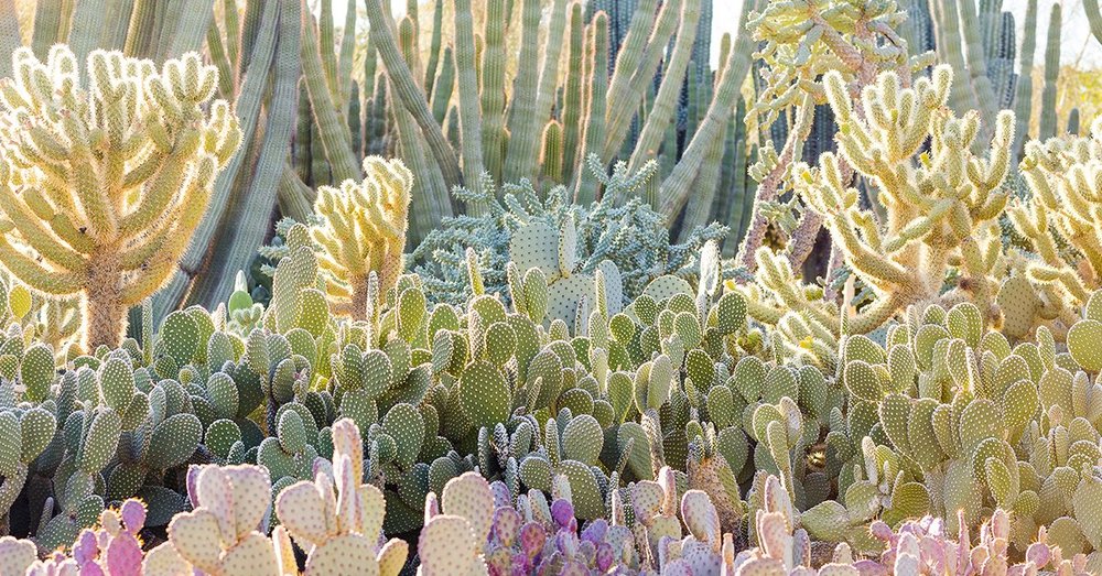 Desert Botanical Garden: A Prickly Paradise in Phoenix