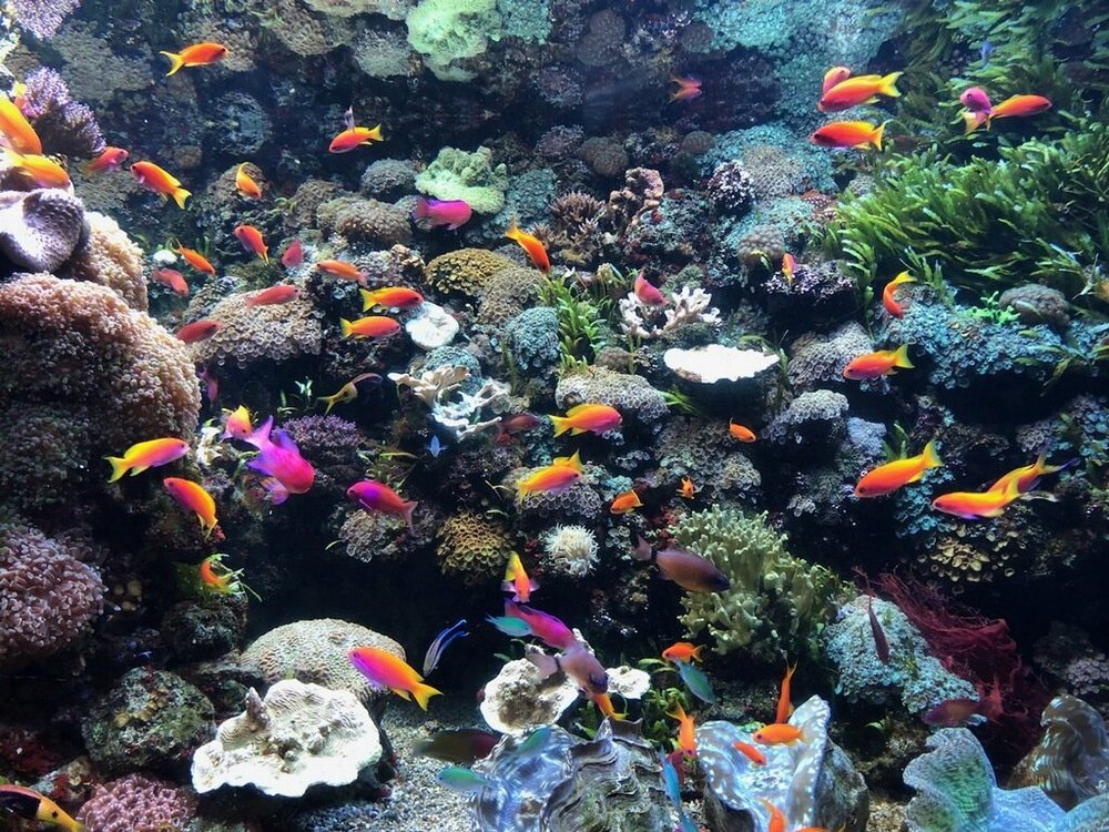 Downtown Aquarium