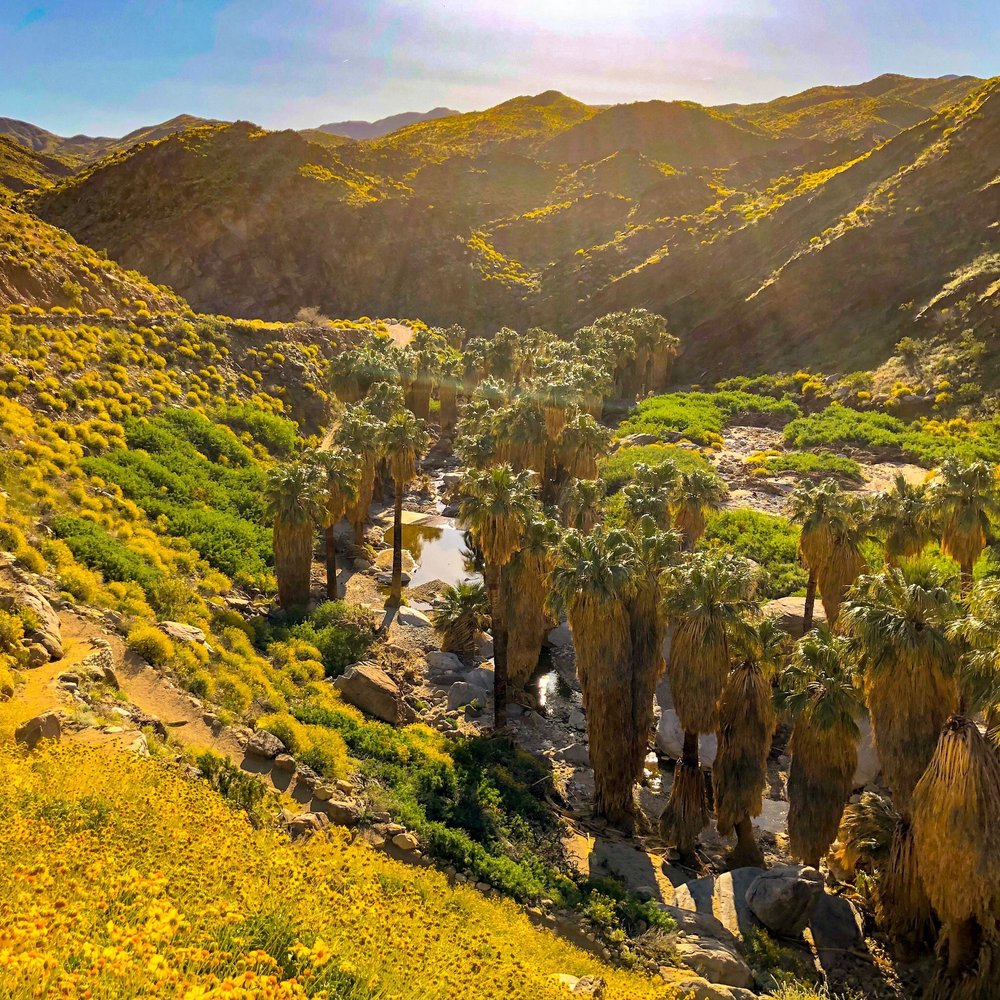Indian Canyons Hiking Trails