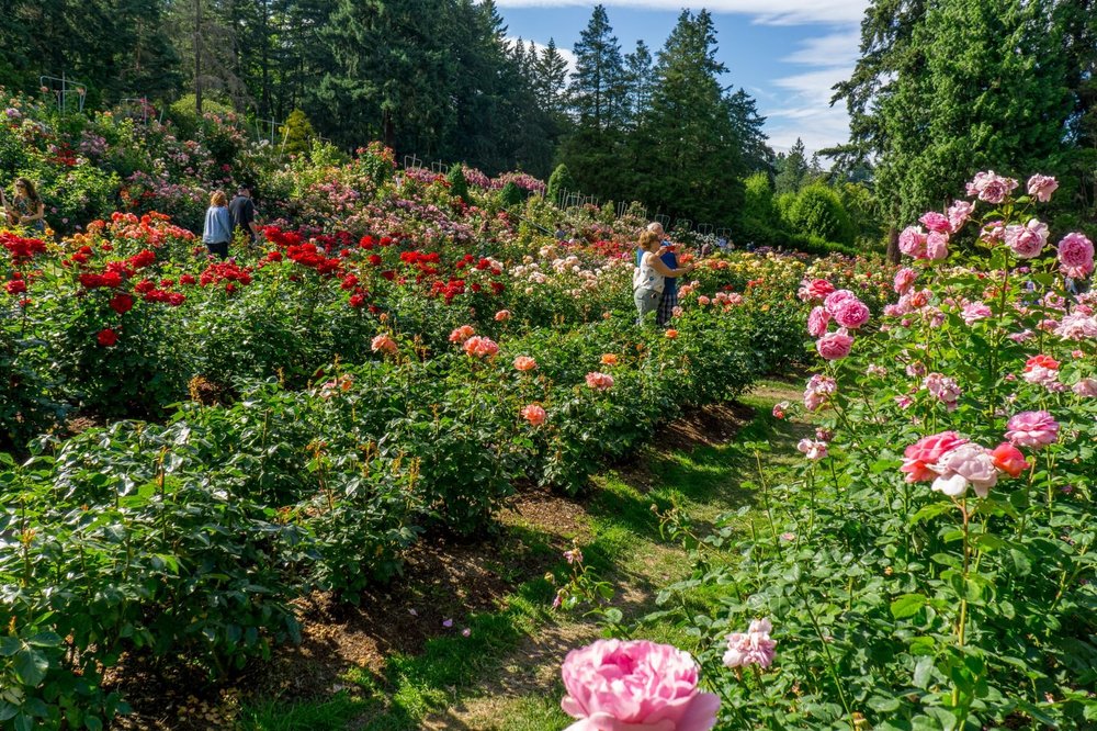International Rose Test Garden