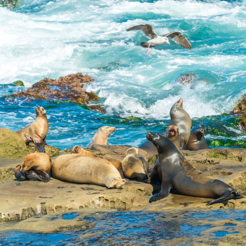 La Jolla Cove: San Diego's Snorkeling Paradise