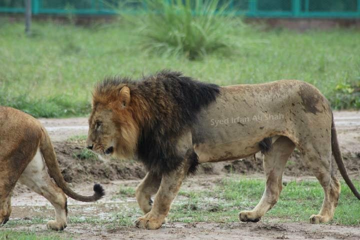 Lahore Safari Zoo - A Wild Adventure in the Heart of the City