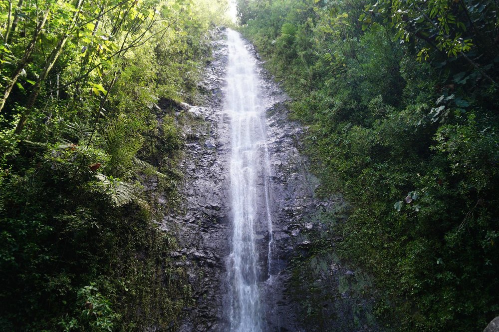Manoa Falls: A Rainforest Adventure Worth the Mud