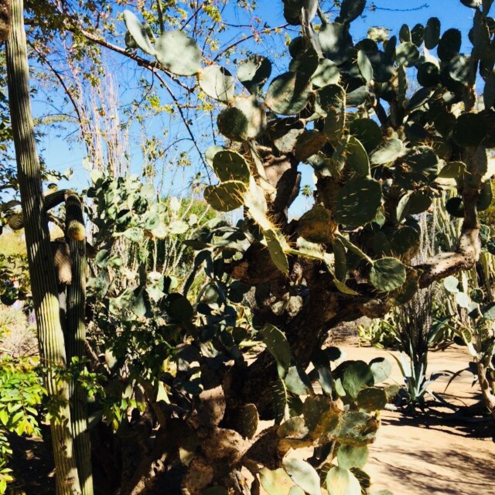 Moorten Botanical Garden