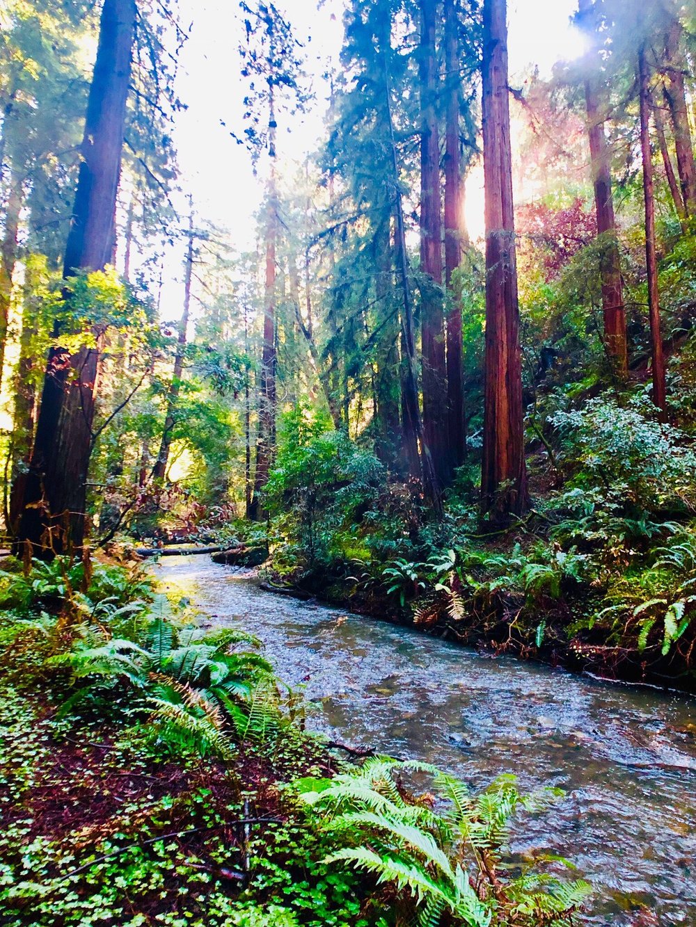 Muir Woods National Monument: Walk Among Ancient Giants