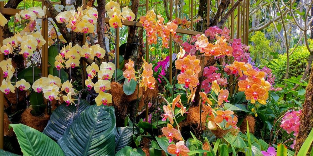 National Orchid Garden: Singapore's Floral Paradise