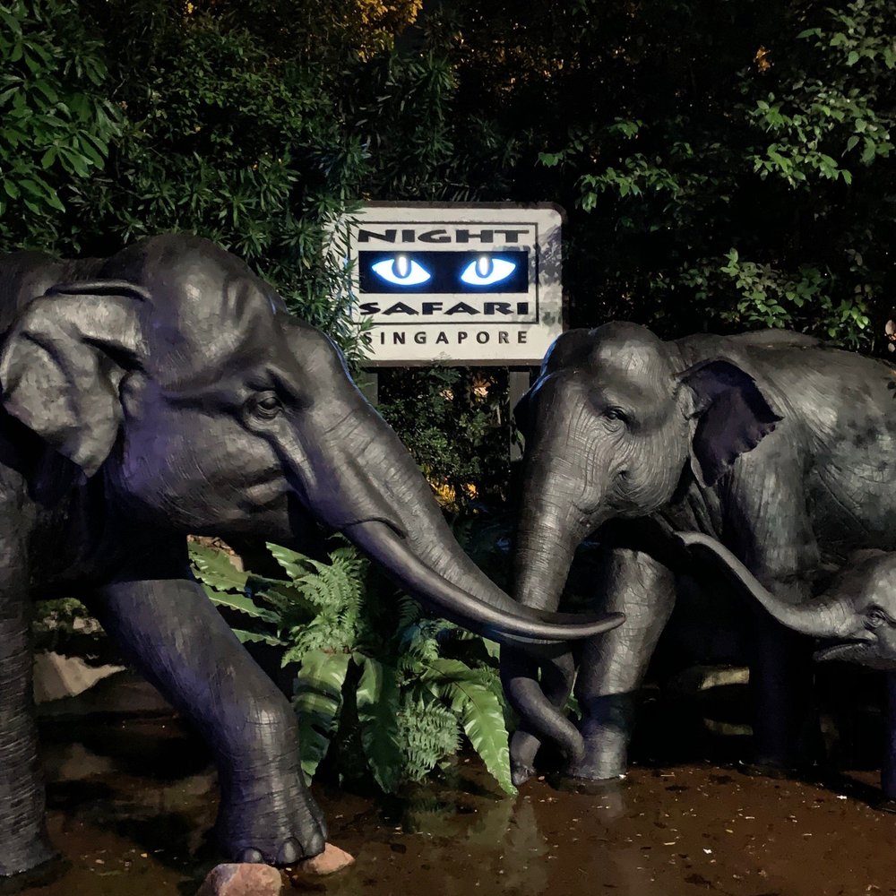 Night Safari: Singapore's After-Dark Wildlife Adventure