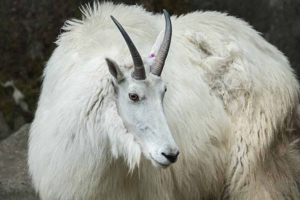 Oregon Zoo: Together for Wildlife