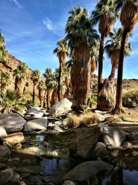 Palm Canyon Trail