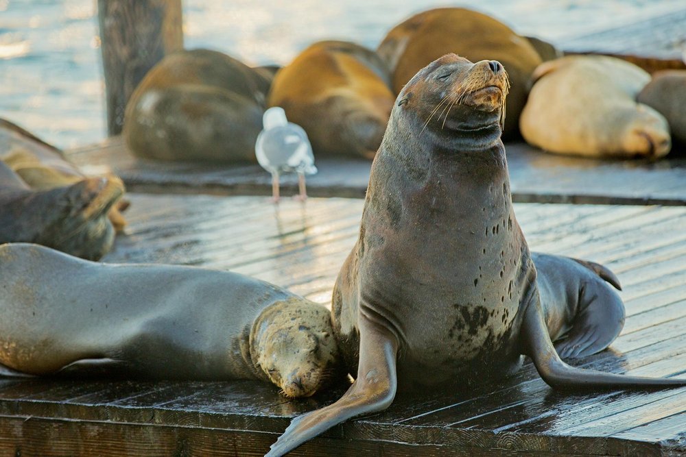 Pier 39 - San Francisco's Ultimate Waterfront Playground
