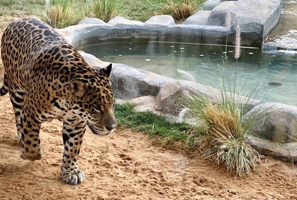 Riyadh Zoo: Wildlife Adventures in the Heart of Saudi Arabia