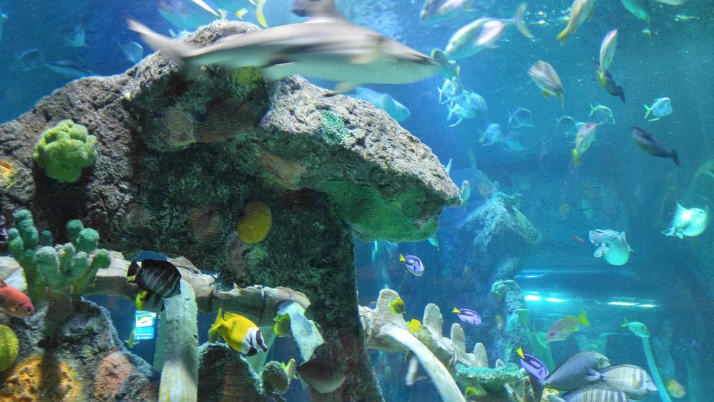 SEA LIFE Kansas City Aquarium
