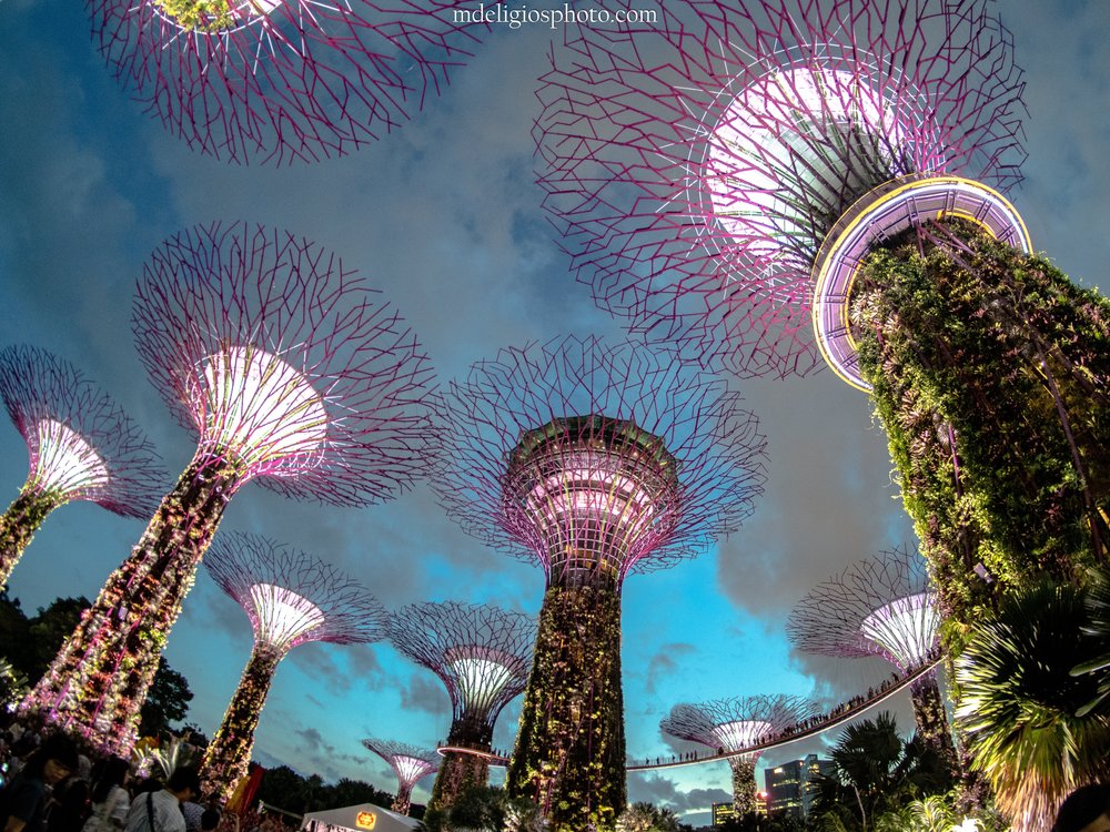 Supertree Grove: Singapore's Futuristic Forest