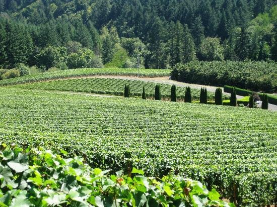 Willamette Valley: Oregon's Wine Country Paradise