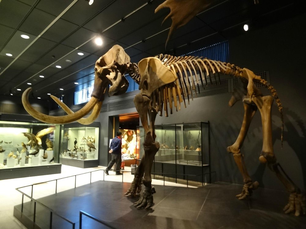Zoologisches Museum der Universität Zürich